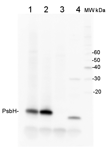 western blot detection using anti-PsbH antibodies